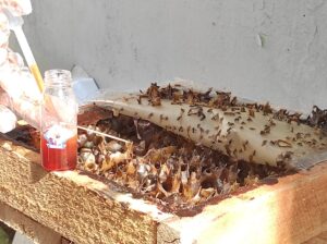 Foto : Proses panen madu kelulut di Lapas Narkotika Kelas IIA Samarinda oleh salah satu warga binaan