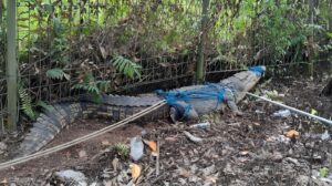 Foto: Buaya sepanjang 3,9 meter yang ditangkap di parit kawasan Kanal 3, Jalan A.W Syahranie, Sangatta Utara, Kutai Timur, Sabtu (9/3/2024) sekitar pukul 20.00 Wita.